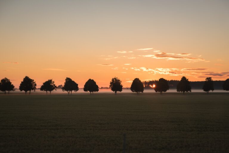 Situations-silhouette-photo-of-trees-and-field-during-dawn.jpg
