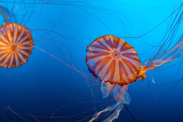 actors-two-brown-and-white-jellyfishes.jpg